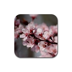 Plum Blossoms Rubber Coaster (square) 