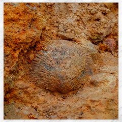 Shell Fossil Ii Canvas 20  X 20 