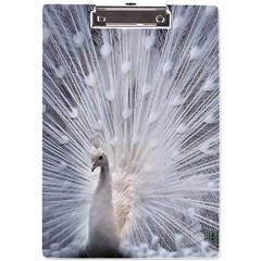 White Feathers, Animal, Bird, Feather, Peacock A4 Acrylic Clipboard