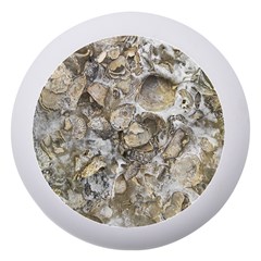 Fossilized Seashell Texture Print Design Bk Dento Box With Mirror