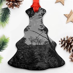 Patagonia Forest, Nahuel Huapi National Park, Rio Negro, Argentina Ornament (christmas Tree) 