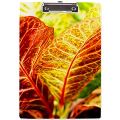 Leaves Plant Pattern Croton Nature A4 Acrylic Clipboard